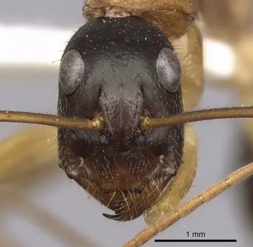 Camponotus nigriceps - CASENT0280198