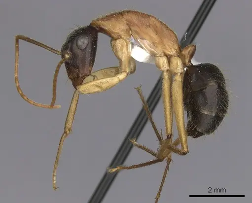 Camponotus nigriceps - CASENT0280198