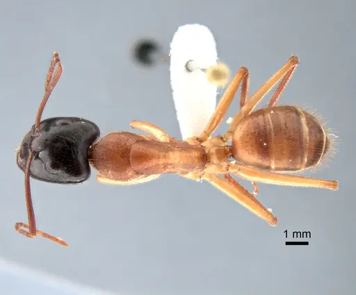 Camponotus nigriceps - CASENT0882198
