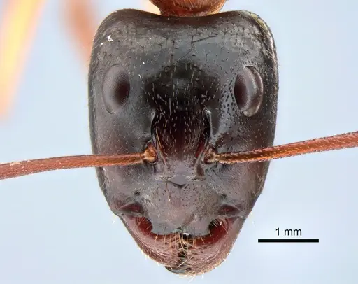 Camponotus nigriceps - CASENT0882198