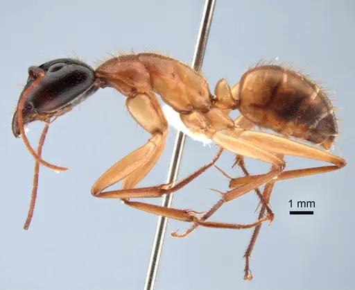 Camponotus nigriceps - CASENT0882198