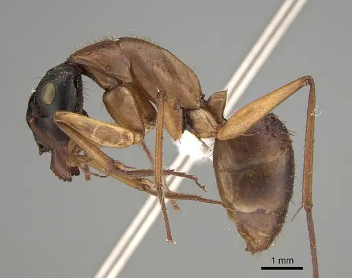 Camponotus nigriceps - CASENT0887691