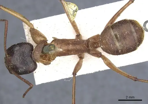 Camponotus nigriceps - CASENT0903532