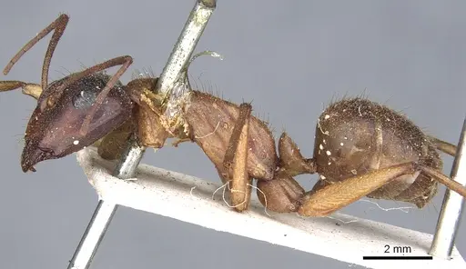 Camponotus nigriceps - CASENT0903532