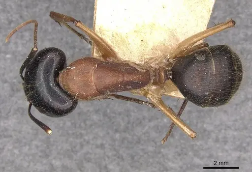 Camponotus nigriceps - CASENT0910309