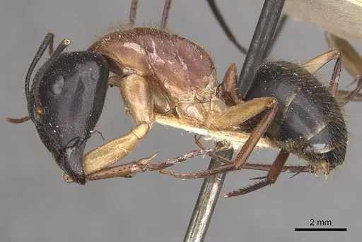 Camponotus nigriceps - CASENT0910309
