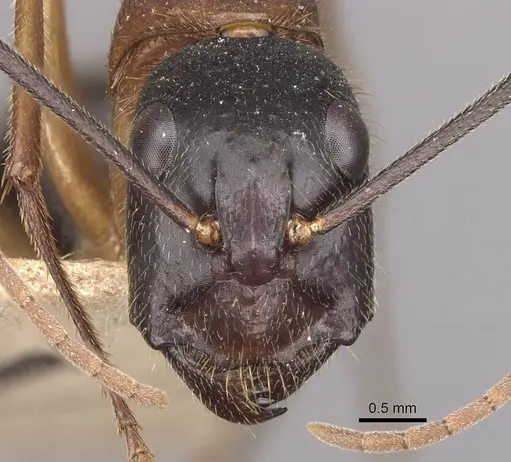 Camponotus nigriceps - CASENT0910310