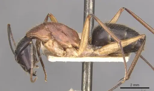 Camponotus nigriceps - CASENT0910310