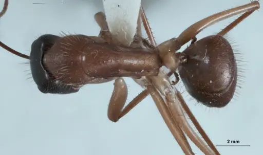 Camponotus nigriceps - JDM32-001282