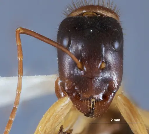 Camponotus nigriceps - JDM32-001282