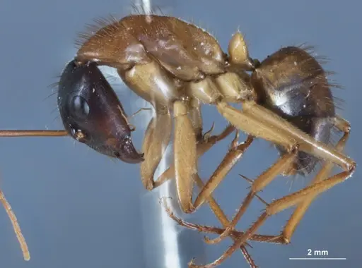 Camponotus nigriceps - JDM32-001282