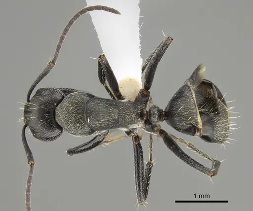 Camponotus nigroaeneus specimen