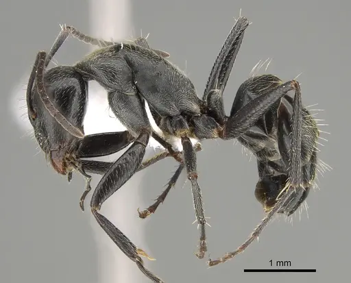 Camponotus nigroaeneus specimen