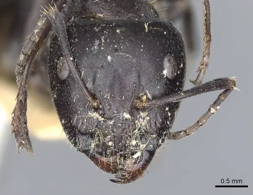 Camponotus nigroaeneus - CASENT0903543