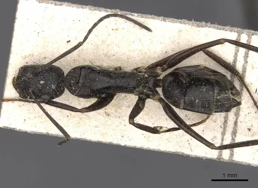 Camponotus nigroaeneus - CASENT0910392