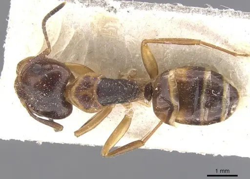 Camponotus nipponensis specimen