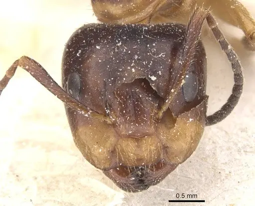 Camponotus nipponensis specimen
