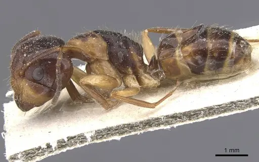 Camponotus nipponensis specimen
