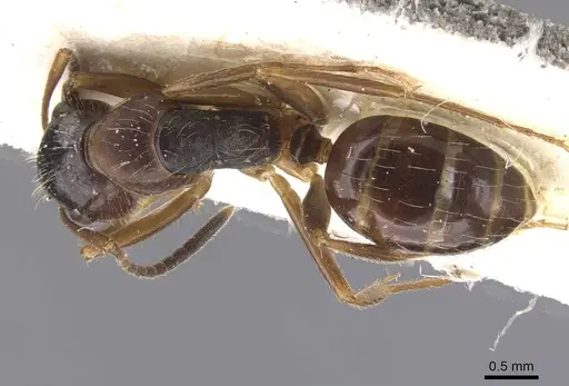 Camponotus nipponensis - CASENT0911665