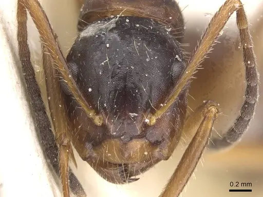Camponotus nipponensis - CASENT0911665