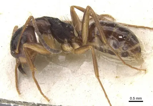 Camponotus nipponensis - CASENT0911665