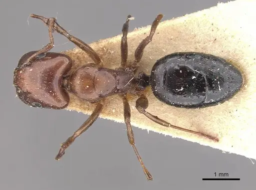 Camponotus nirvanae specimen