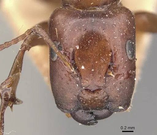 Camponotus nirvanae specimen