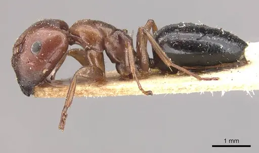 Camponotus nirvanae specimen
