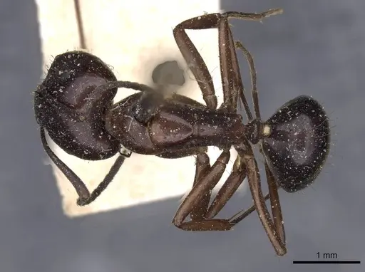 Camponotus nitens specimen