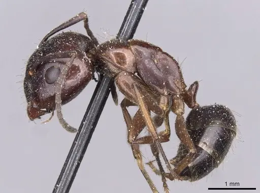 Camponotus nitens specimen
