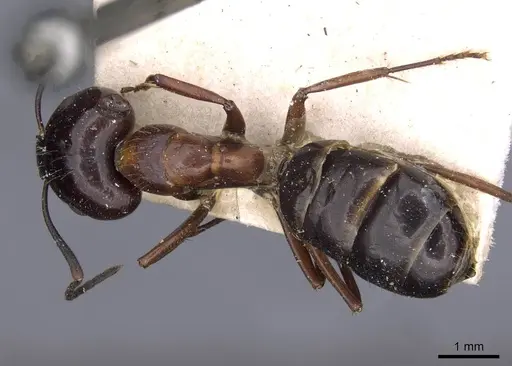 Camponotus nitens - CASENT0910005
