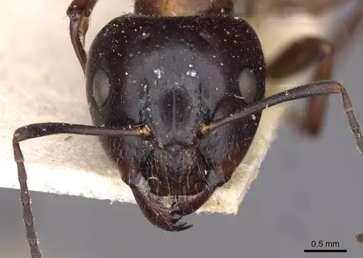 Camponotus nitens - CASENT0910005