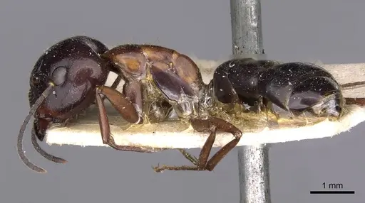 Camponotus nitens - CASENT0910005