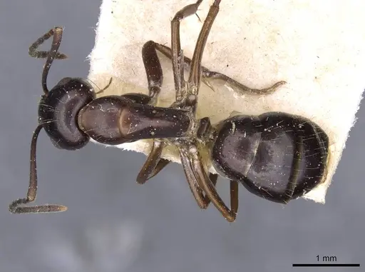Camponotus nitens - CASENT0910006