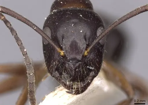 Camponotus nitens - CASENT0910006