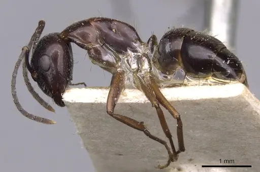 Camponotus nitens - CASENT0910006