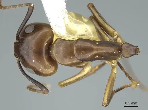 Camponotus nitens - CASENT0914437