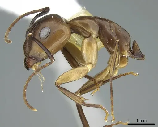 Camponotus nitens - CASENT0914437