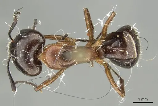 Camponotus nitens - CASENT0915796