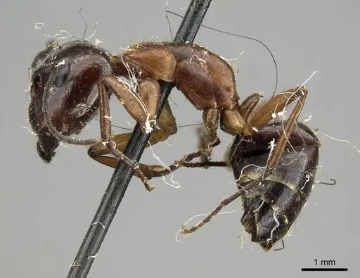 Camponotus nitens - CASENT0915796