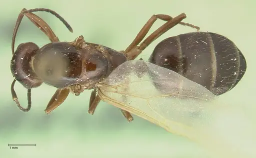 Camponotus nitens - FOCOL2354