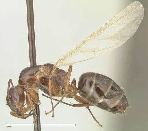 Camponotus nitens - FOCOL2354