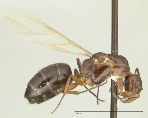 Camponotus nitens - FOCOL2354