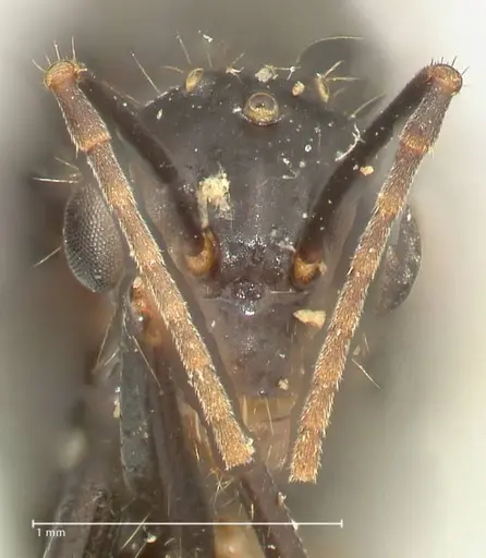 Camponotus nitens - FOCOL2355