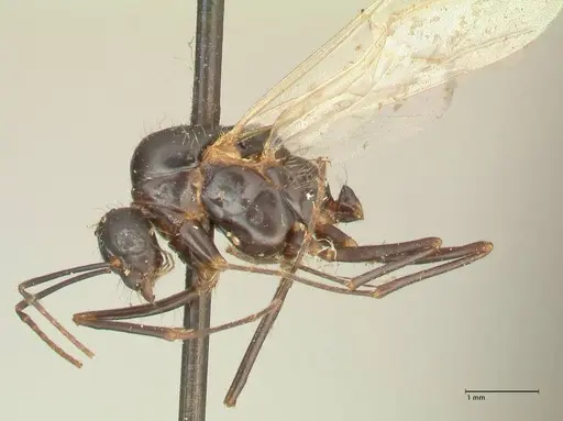 Camponotus nitens - FOCOL2355