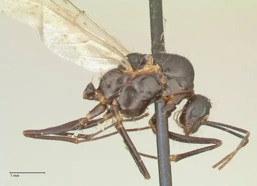 Camponotus nitens - FOCOL2355