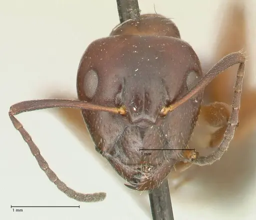 Camponotus nitens - FOCOL2356