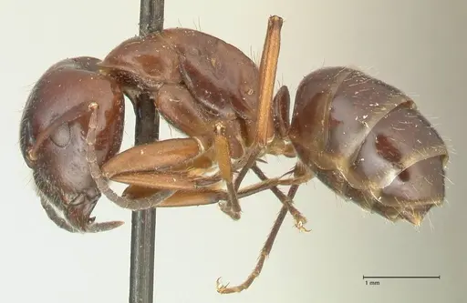 Camponotus nitens - FOCOL2356
