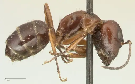 Camponotus nitens - FOCOL2356