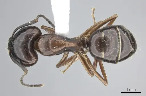 Camponotus nitens - JTLC000001743